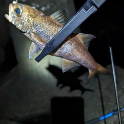 陸っぱり釣行記