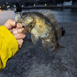 陸っぱり釣行記
