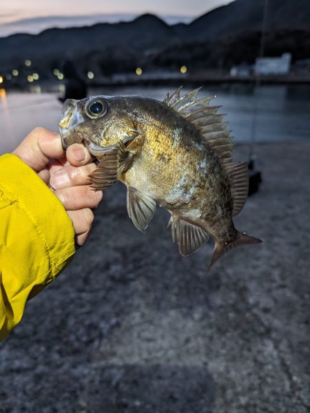 陸っぱり釣行記