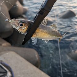 陸っぱり釣行記