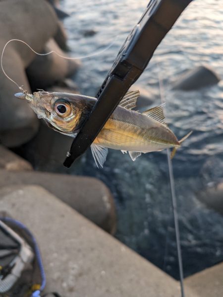 陸っぱり釣行記