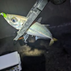 陸っぱり釣行記