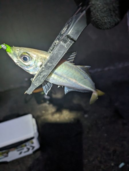 陸っぱり釣行記