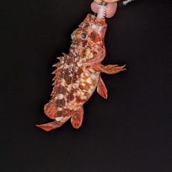 ヤリイカ・メバル