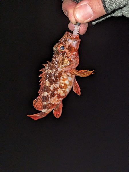 ヤリイカ・メバル