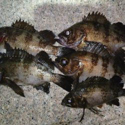 息子がメバルの煮付けを食べたいそうで