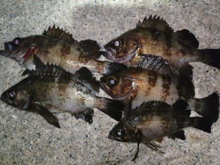 息子がメバルの煮付けを食べたいそうで