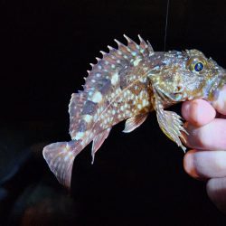 仕事終わりに🎣