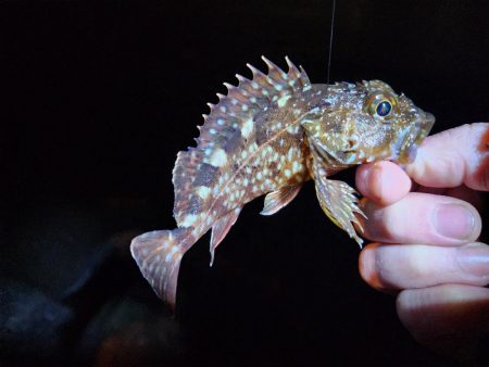 仕事終わりに🎣