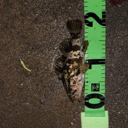 サンデーアングラーの宿命