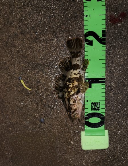 サンデーアングラーの宿命