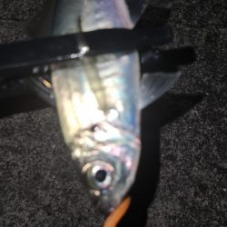 アジング、シーズンイン！