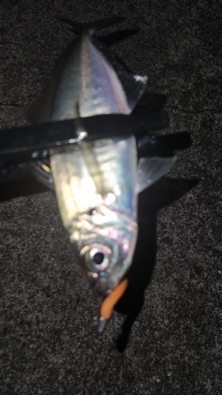 アジング、シーズンイン！