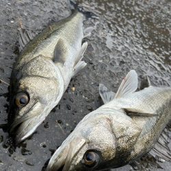 雨降る中ベイトが接岸