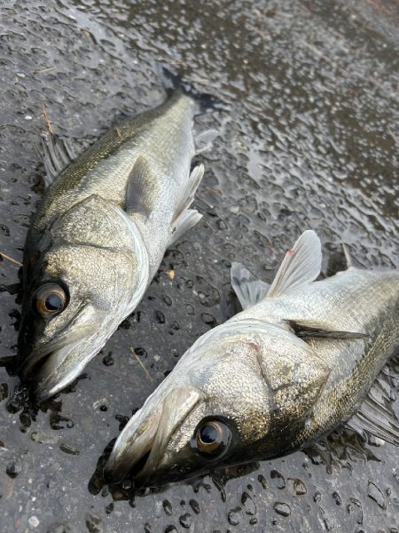 雨降る中ベイトが接岸