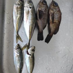 今年初のファミリーフィッシング