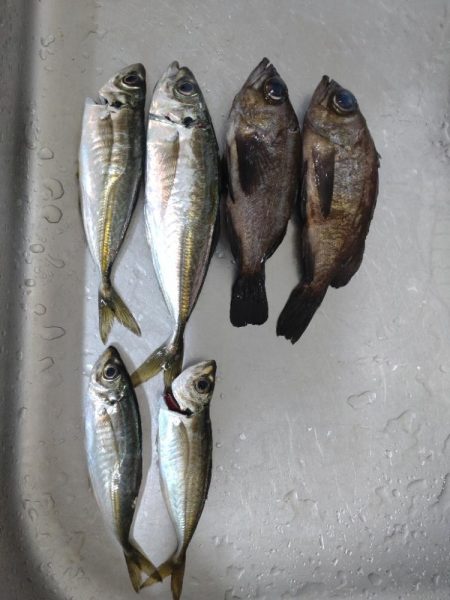 今年初のファミリーフィッシング