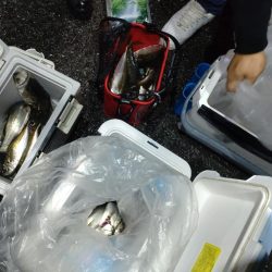 今年初のボートアジング!(鱸乱舞)