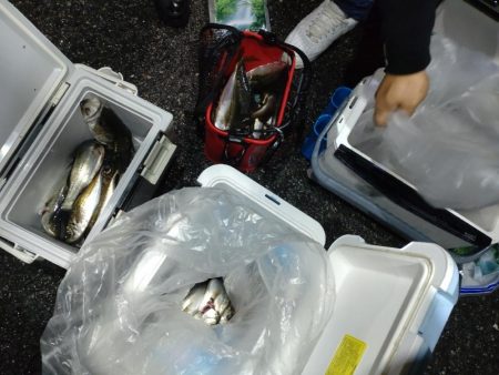 今年初のボートアジング!(鱸乱舞)