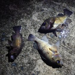 メバルプラッキング縛り🎣