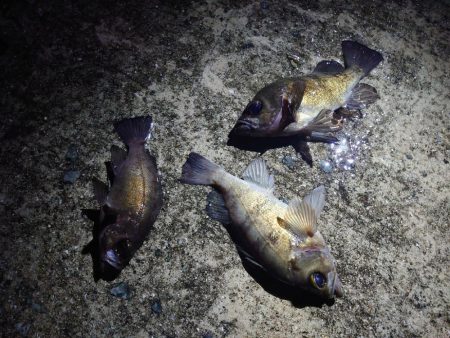 メバルプラッキング縛り🎣