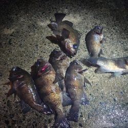 皆さんでわいわいメバリング🎣