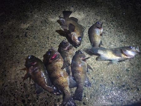 皆さんでわいわいメバリング🎣…