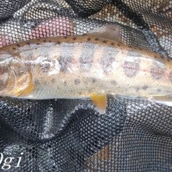 2024年、揖保川解禁!