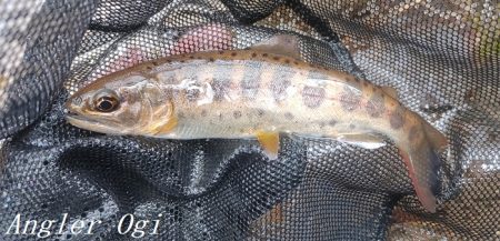 2024年、揖保川解禁！