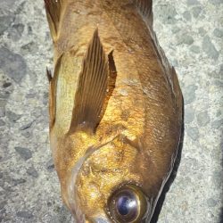 ライトゲーム、やってみました！