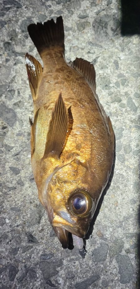 ライトゲーム、やってみました！