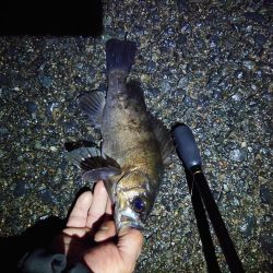 久しぶりの魚は