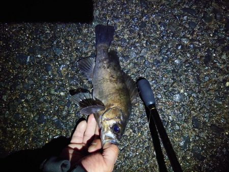 久しぶりの魚は