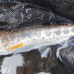 揖保川、ようやく本格解禁の気配