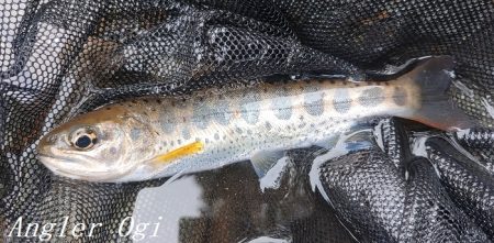 揖保川、ようやく本格解禁の気配