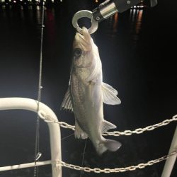 船の灯りのセイゴ釣り