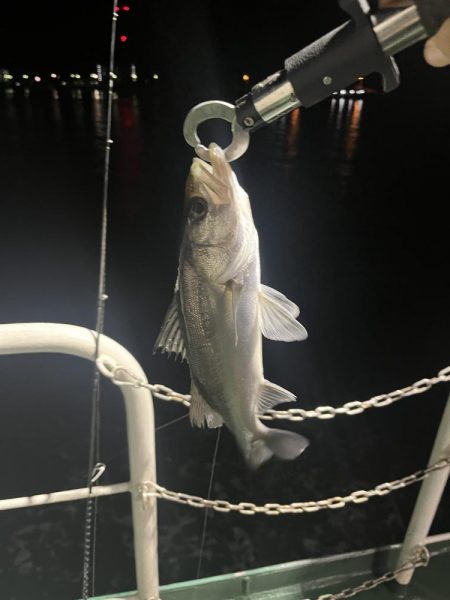 船の灯りのセイゴ釣り