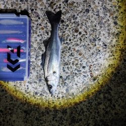 久しぶりにシーバス