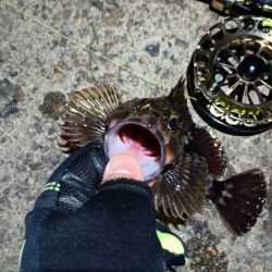 2024/03/07 南港ヘチ釣り釣行