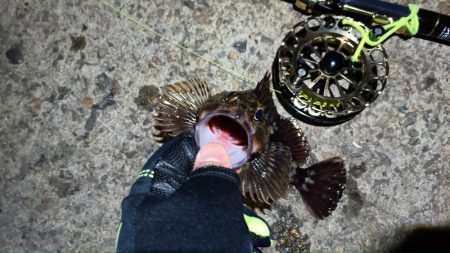 2024/03/07 南港ヘチ釣り釣行