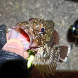 2024/03/02 南港ライトゲーム釣行 (根魚狙い)