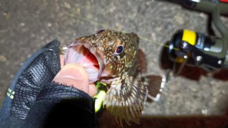 2024/03/02 南港ライトゲーム釣行 (根魚狙い)