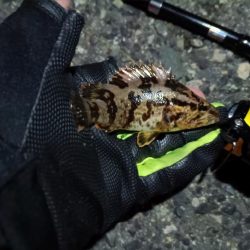 2024/03/04 南港ライトゲーム釣行 (根魚狙い)