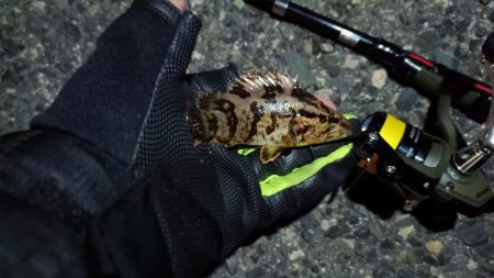 2024/03/04 南港ライトゲーム釣行 (根魚狙い)