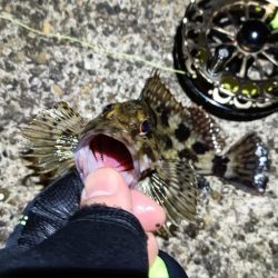 2024/03/06 南港ヘチ釣り釣行