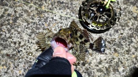 2024/03/06 南港ヘチ釣り釣行