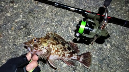 2024/03/10 南港ライトゲーム釣行 (ロックフィッシュ狙い)