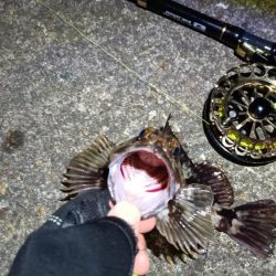 2024/03/16 南港ヘチ釣り釣行（歳無し釣果有り）