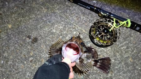 2024/03/16 南港ヘチ釣り釣行（歳無し釣果有り）