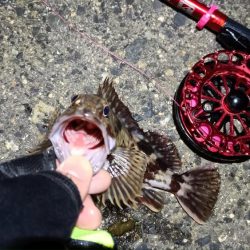 2024/03/17 南港ヘチ釣り釣行